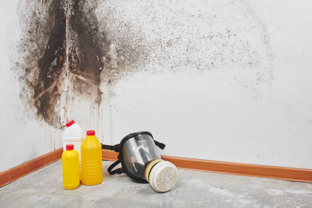 Certified Mold Removal in Fife Heights, WA