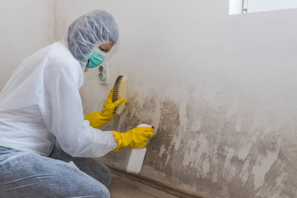 Fife Heights, WA Mold Removal Company