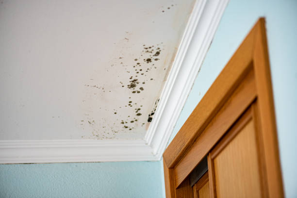 Best Local Mold Removal Service  in Fife Heights, WA