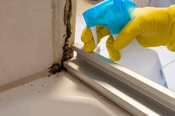 Best Black Mold Removal  in Fife Heights, WA