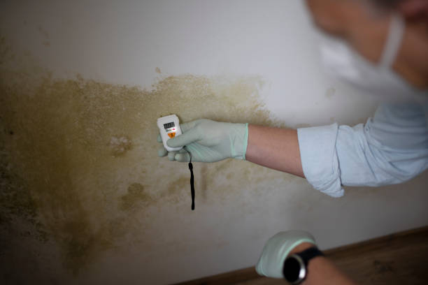 Best Emergency Mold Removal  in Fife Heights, WA
