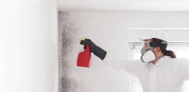 Best Mold Damage Repair  in Fife Heights, WA