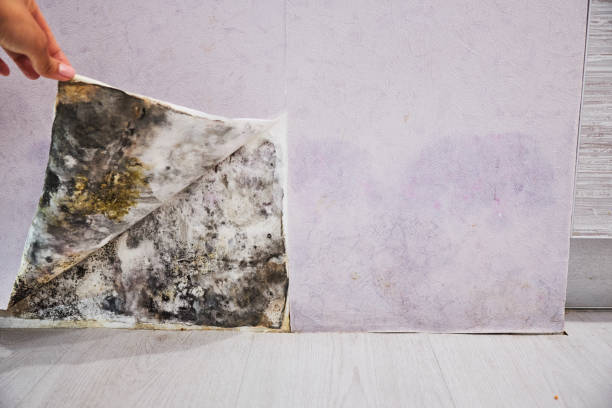 Certified Mold Removal in Fife Heights, WA